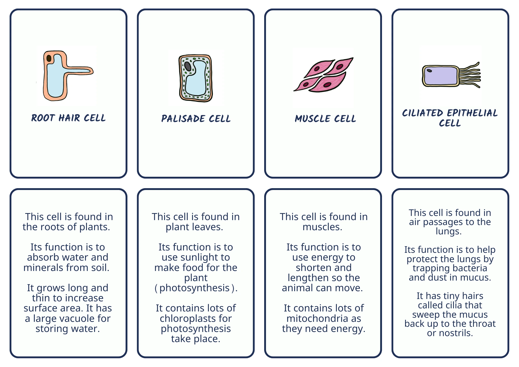 Specialised Cells - GCSE Biology Revision Game